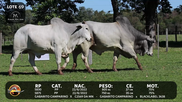 Lote LOTE 69