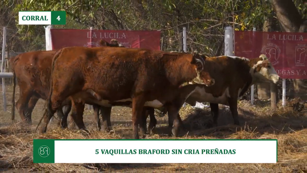 Lote 5 VAQUILLAS BRAFORD SIN CRIA PREÑADAS