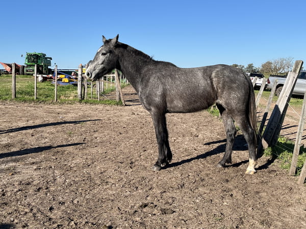 Lote AGUACERA D RAMON