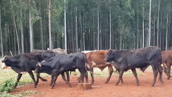 Lote 22 Desmamantes machos Hibridos tipo brangus/ nelore 200kg -  en HernandariasHERNANDARIAS