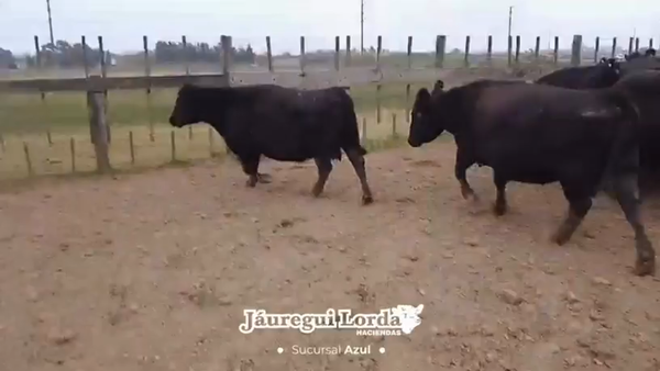 Lote 21 Vacas CUT preñadas