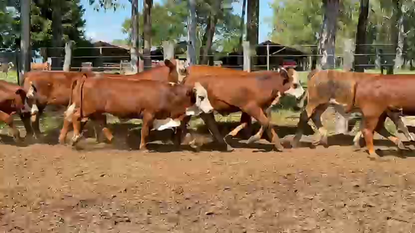 Lote 100 Terneros