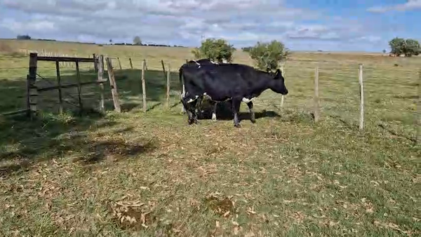 Lote 3 Vaquillonas , San José