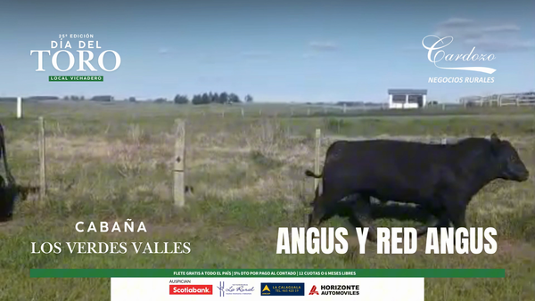 Lote Los Valles Verdes - Angus y Red Angus