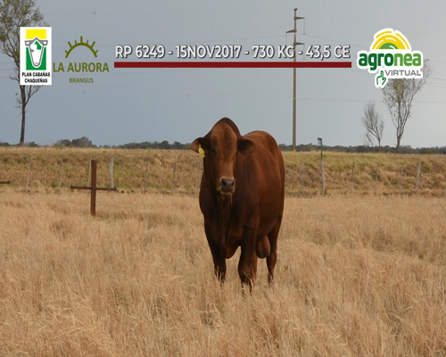 Lote TOROS BRANGUS COLORADO "LA AURORA"