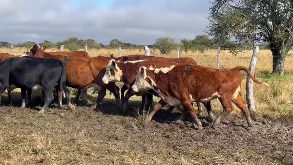Lote 70 Vacas usadas preñadas en Corrientes, Curuzu Cuatia