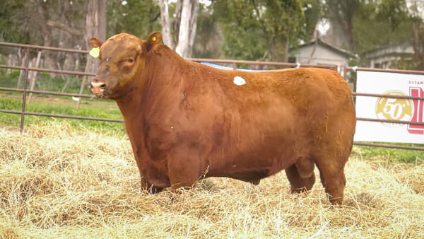 Lote TOROS ANGUS  PP