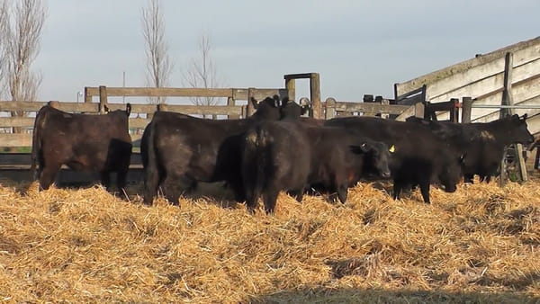 Lote """SAN BAUTISTA DEL SUR"" VAQUILLONAS MADRES ANGUS SELECCIONADAS CON GARANTÍA DE PREÑEZ"