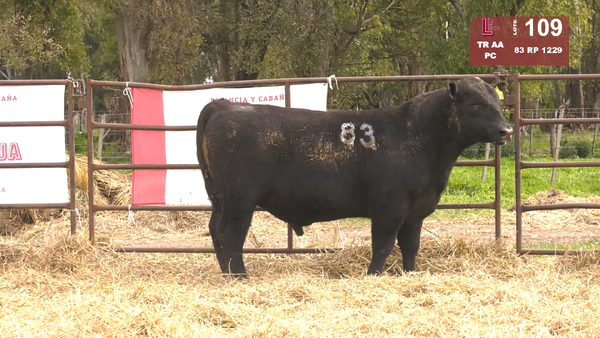 83 1229 — TOROS ANGUS NEGROS  PC