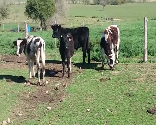 Lote (Vendido)4 Terneros 2NO - 2HO 250kg -  en VIBORAS Y VACAS