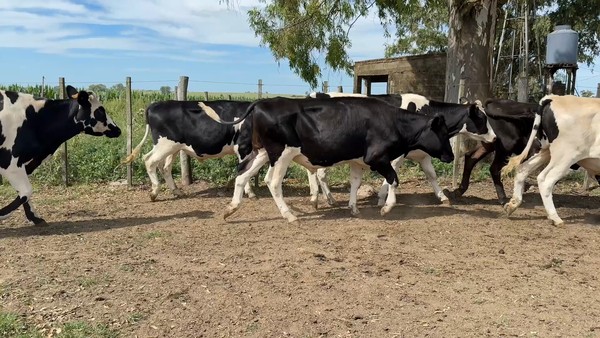 Lote NOVILLOS 1 a 2 AÑOS