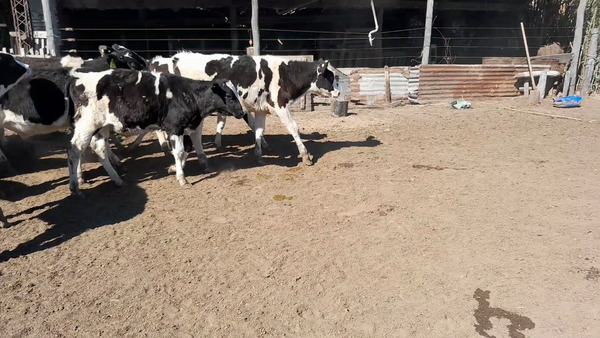 Lote 60 Terneros Holando Argentino en Morteros, Córdoba