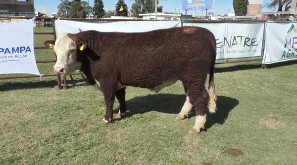 Lote Toro Polled Hereford PR - Cabaña Peuma Yen B585