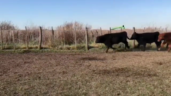 Lote 48 Novillitos en Navarro, Buenos Aires