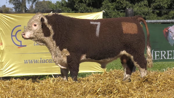 7 -  41228 — TOROS P. HEREFORD PURO REGISTRADO
