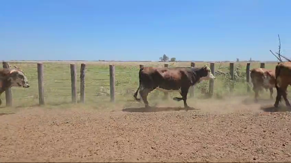 Lote 45 NOVILLOS BRAFORD Y SUS CRUZAS EN ESQUINA, CORRIENTES