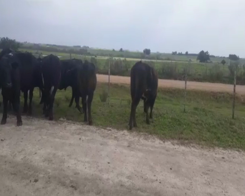 Lote (Vendido)12 Novillos cruzas y angus 350kg -  en ruta 1 km 64