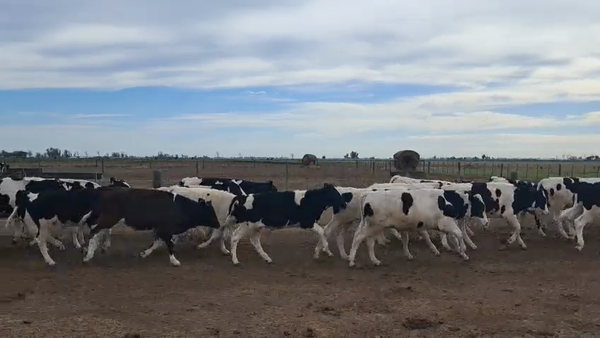 Lote 40 Novillitos Holando en Porteña, Córdoba