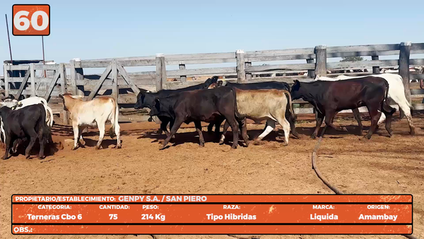 Lote LOTE 60