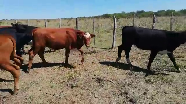 Lote 40 Terneros/as en Entre Ríos, Lucas N.