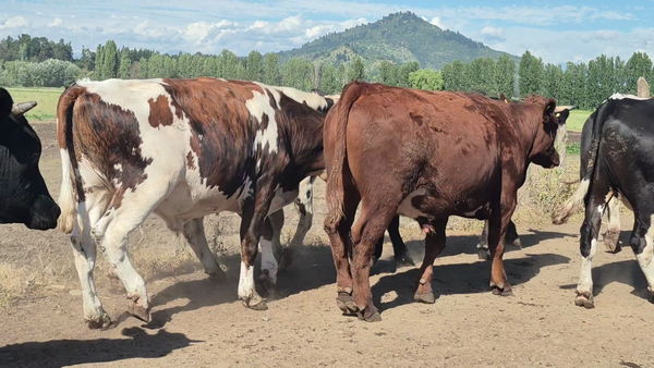 Lote 45 Novillo Gordo en Pelarco, VII  Región Maule