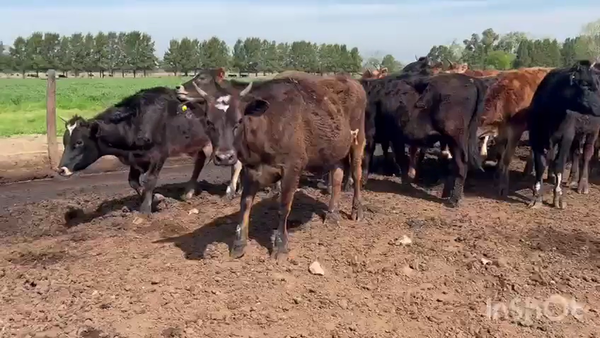 Lote 24 Novillitos