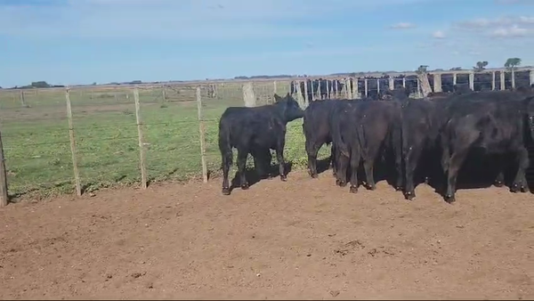 Lote 90 Terneros en Magdalena, Buenos Aires