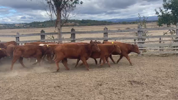 Lote 55 Ternera en Los Sauces, IX Región Araucanía