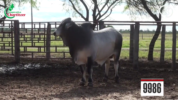 Lote Brahman