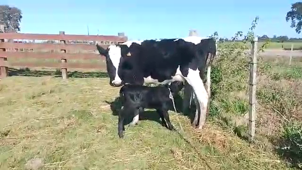 Lote 2 Piezas de cría HOLANDO 320kg - , San José