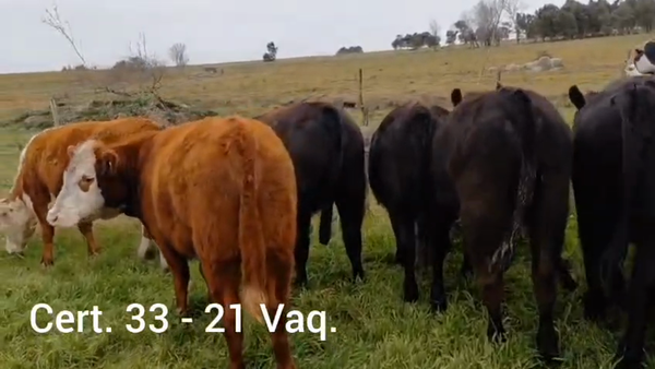 Lote VAQUILLONAS