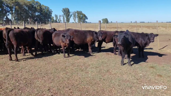 Lote 160 Terneros en A. Gonzales Chaves, Buenos Aires