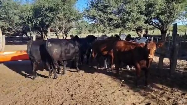 Lote 8 Novillos