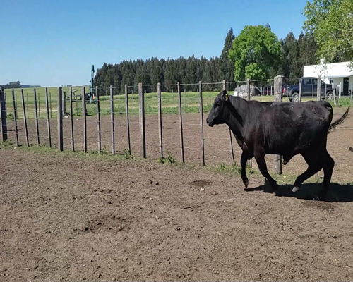 Lote (Vendido)Toros AA 300kg - , Colonia