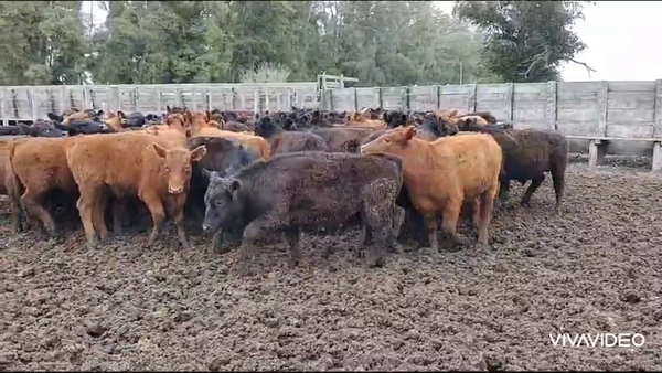 Lote 65 Novillitos en Magdalena, Buenos Aires