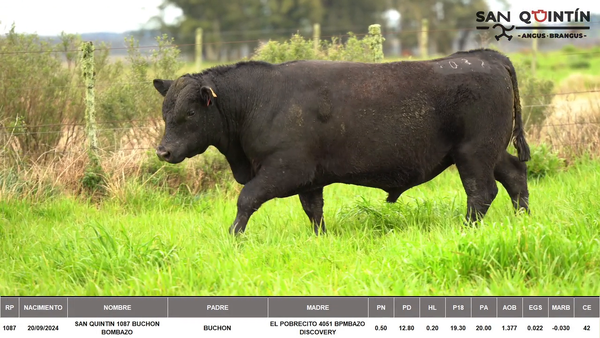Lote ABERDEEN ANGUS PI