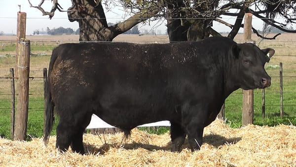 Lote TORO DE PEDIGREE
