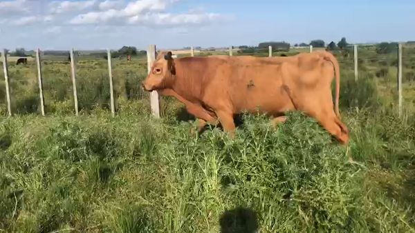 Lote (Vendido)Toros 450kg -  en Coronilla