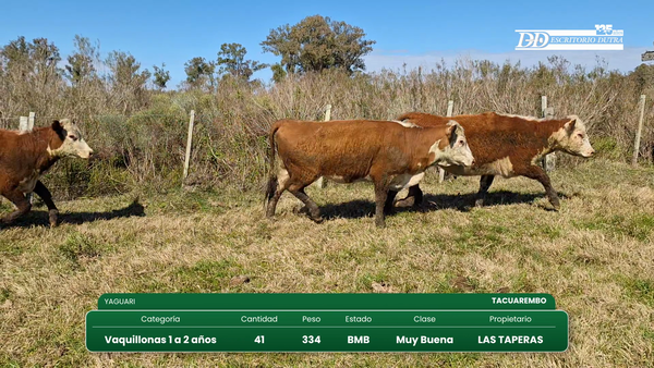 Lote 41 Vaquillonas 1 a 2 años 334kg - , Tacuarembó