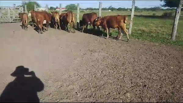 Lote 15 Novillitos y vaquillonas