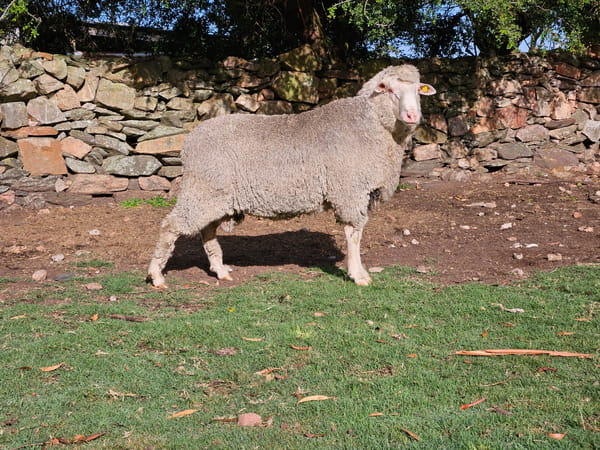 Lote (Vendido)Carneros, Lavalleja