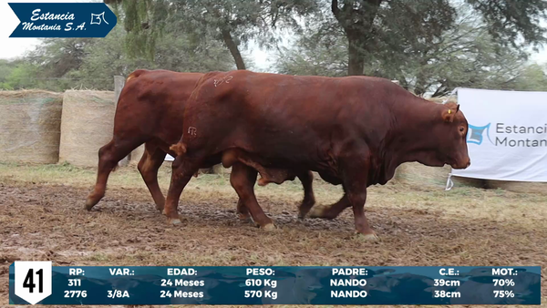 Lote LOTE 41