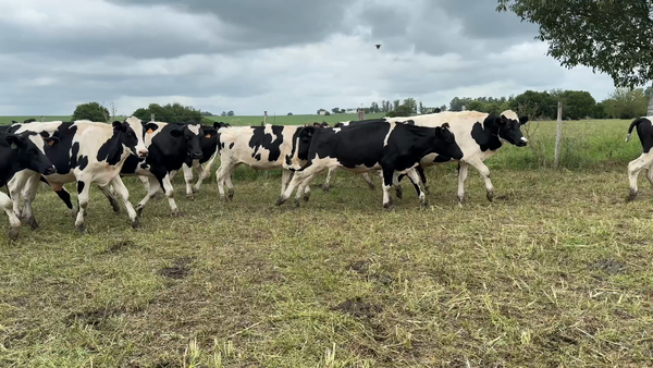 Lote NOVILLOS 1 a 2 AÑOS