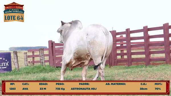 Lote LOTE 64