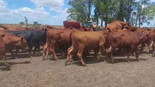 Lote 320 Novillitos en Villaguay, Entre Ríos