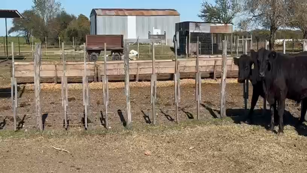 Lote 50 Novillitos en La Paz, Entre Ríos