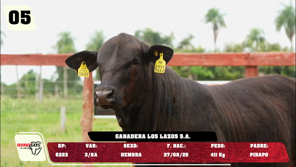 Lote LOTE 5 -JUNIOR