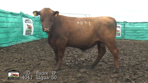 Lote 3 Toros, Durazno