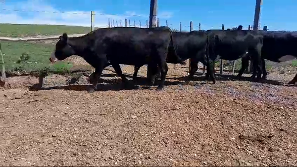 Lote 4 Vaquillonas Vacas Preñadas 5 AA X HE 447kg -  en BELEN. KM 554 DE RUTA 3