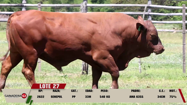 Lote LOTE 27